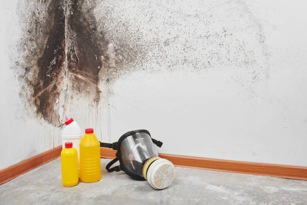 Best Local Mold Removal Service  in Lone Star, TX