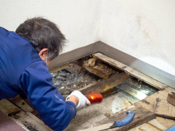 Best Water Damage Restoration  in Lone Star, TX