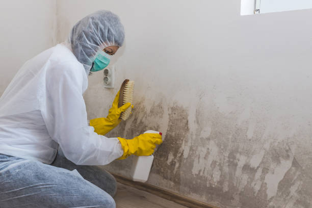 Best Home Mold Removal  in Lone Star, TX