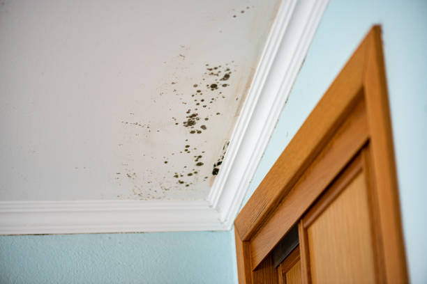 Best Attic Mold Removal  in Lone Star, TX