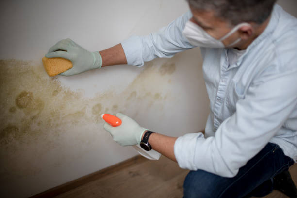 Best Local Mold Removal Service  in Lone Star, TX