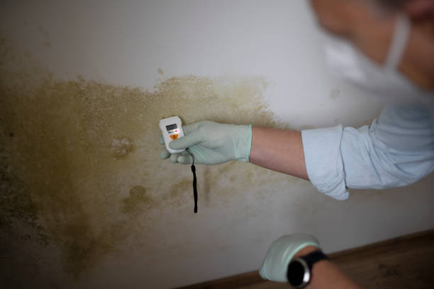 Best Home Mold Removal  in Lone Star, TX