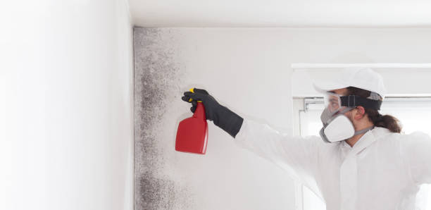 Best Mold Removal Company Near Me  in Lone Star, TX