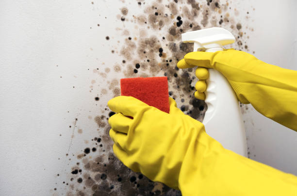 Best Residential Mold Removal  in Lone Star, TX