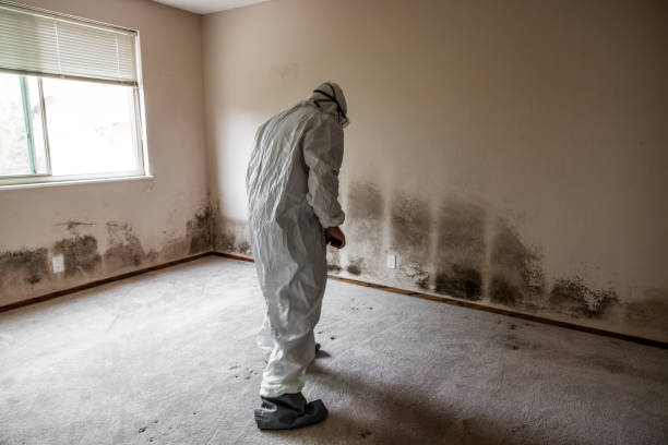 Best Commercial Mold Removal  in Lone Star, TX